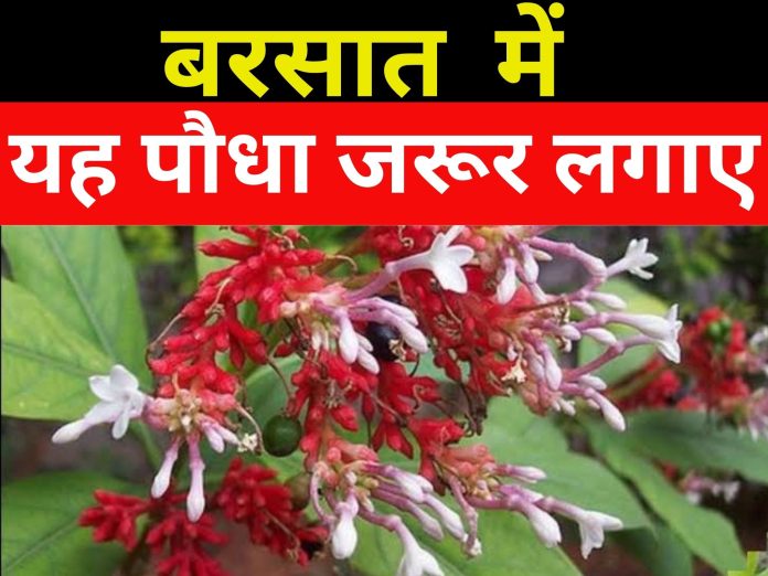 250 दिन बाद_20240705_143539_0000